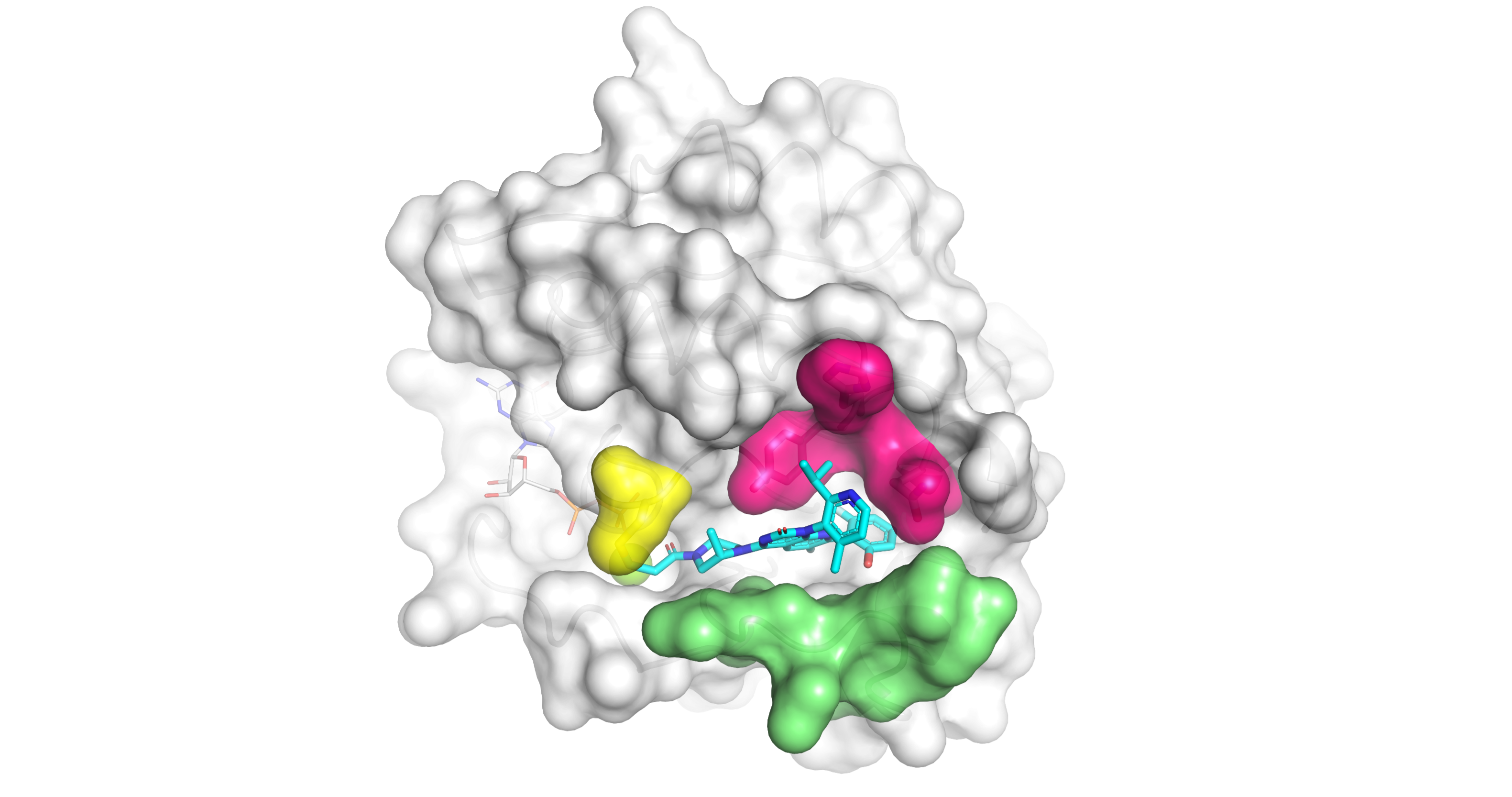 Mutant KRASG12C protein with Amgen's small-molecule inhibitor in the binding pocket